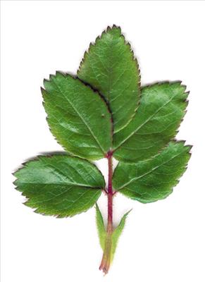 Rose leaves