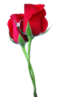 Two roses taped