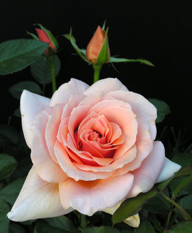Rose placed over two buds