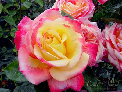 hybrid tea rose