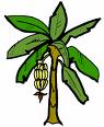 bannana tree