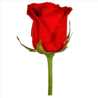 وردة حمره