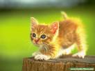 Kedi