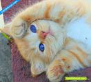 Kedi