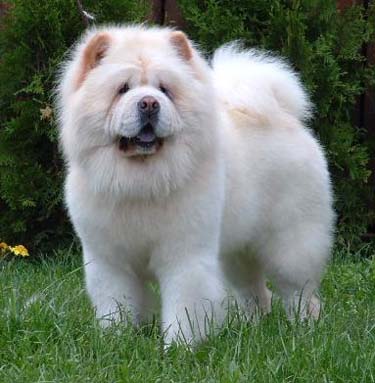 KÖPEK