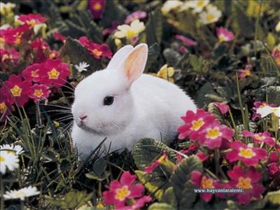 Rabbit