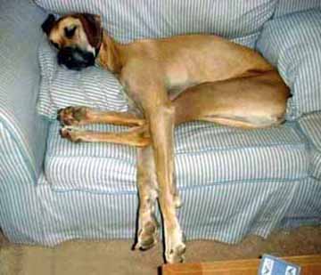 Tall dog