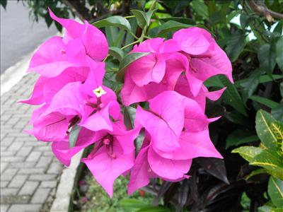 Bouganvillia Blossom