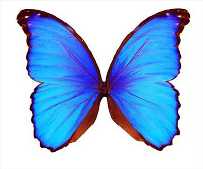 Blue Morpho