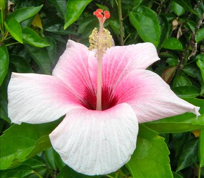 Hibiscus Flower