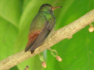 Happy Hummingbird