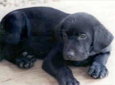 A Puppy