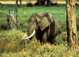 Elephant