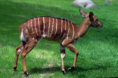 Deer