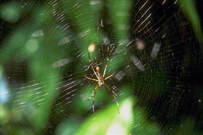 Spider