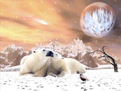 Polar Bear