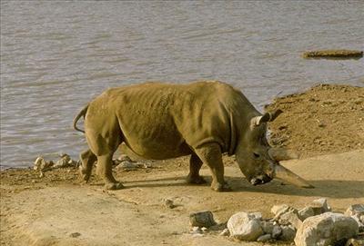 Rhino