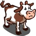 Mucca