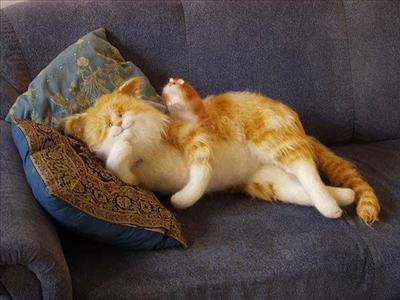 Stuffed Cat