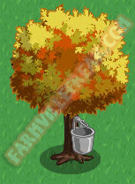 Maple Tree 