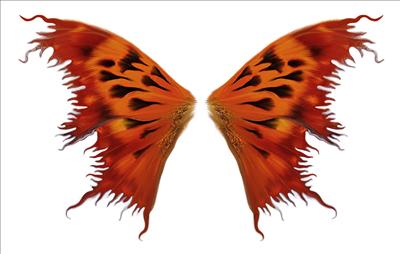 Orangewings07