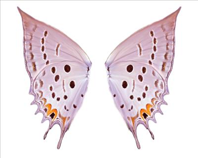 Pinkwings08