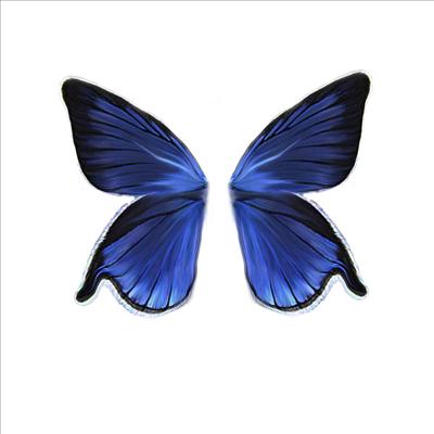 bluewings01