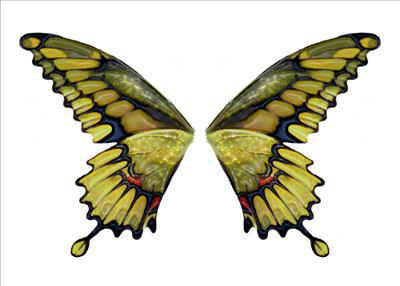 Yellowwings11
