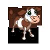 Calf