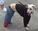 cool dog