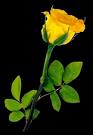 Yellow Rose