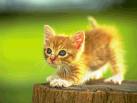 kedi