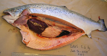 død fisk 2