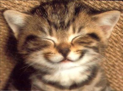 Un chat