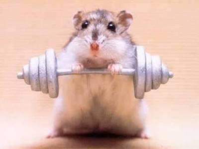 Un Hamster