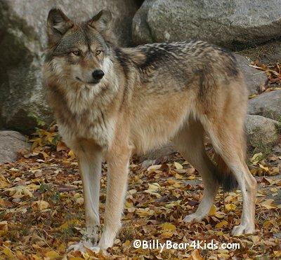 wolf