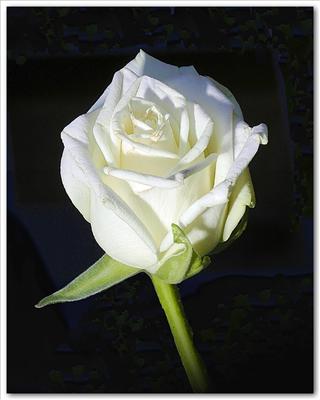 Rose blanche