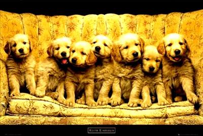Golden retrievers!