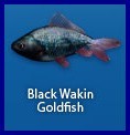 Black Wakin Gold