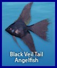 Black Veil Tail