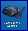 Black Ranchu Gold Fish