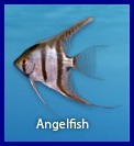 Angel Fish