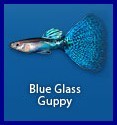 Blue Glass Guppy