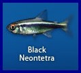Black Neontetra