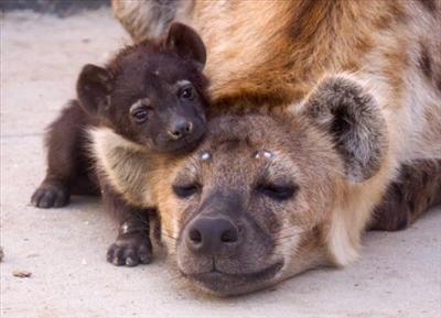 Hyena