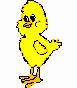 poussin chaleureux