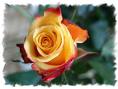 rose jaune orangée