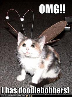Funny Cat