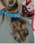 Neil's Ponytail