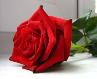 Red Rose
